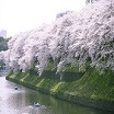 川沿いに咲く桜