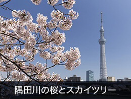 隅田川の桜とスカイツリー