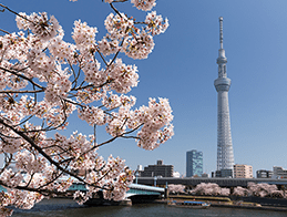 快晴のスカイツリーとさくら