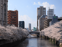 目黒川の両岸に広がる満開の桜
