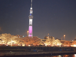 ライトアップされた桜とスカイツリー