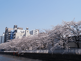 河沿いに広がる満開の桜