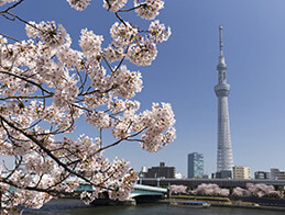 隅田川の桜とスカイツリー