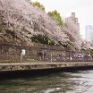川沿いに咲く桜2