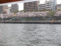 船から観る浅草付近のソメイヨシノ