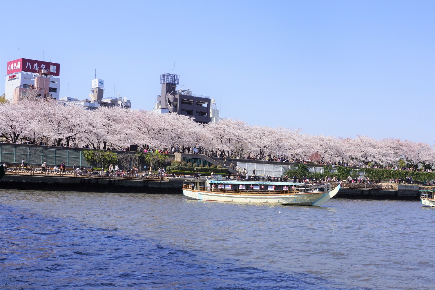 隅田川付近でお花見クルーズをする屋形船