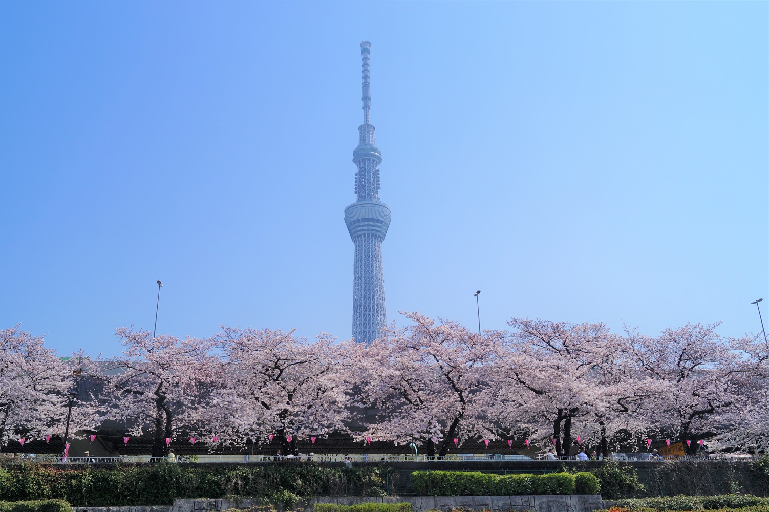 船上から見る満開の桜とスカイツリー