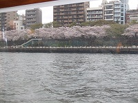 お花見クルーズ