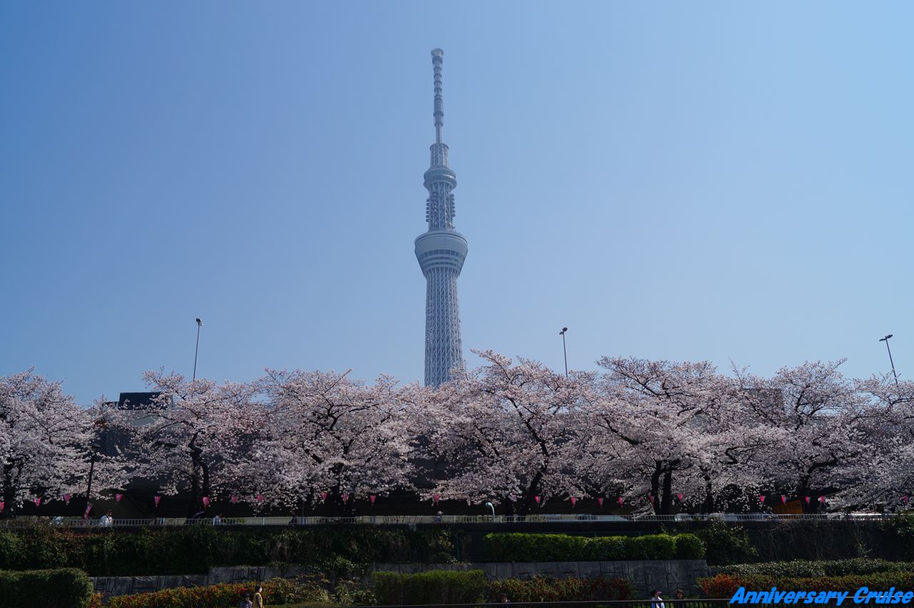 川沿いの桜並木とスカイツリー