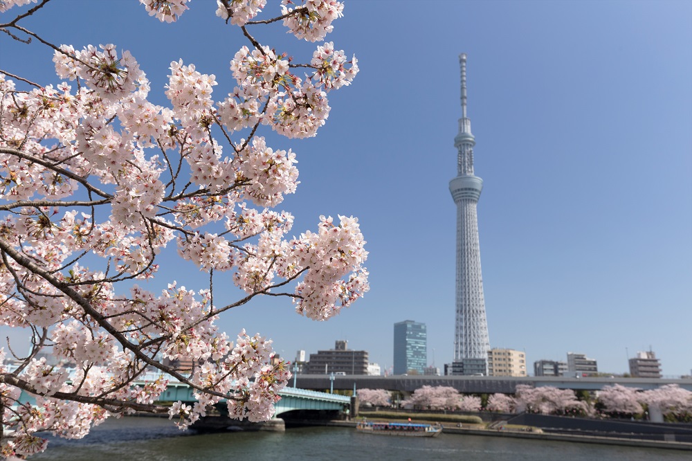 スカイツリーと桜の木