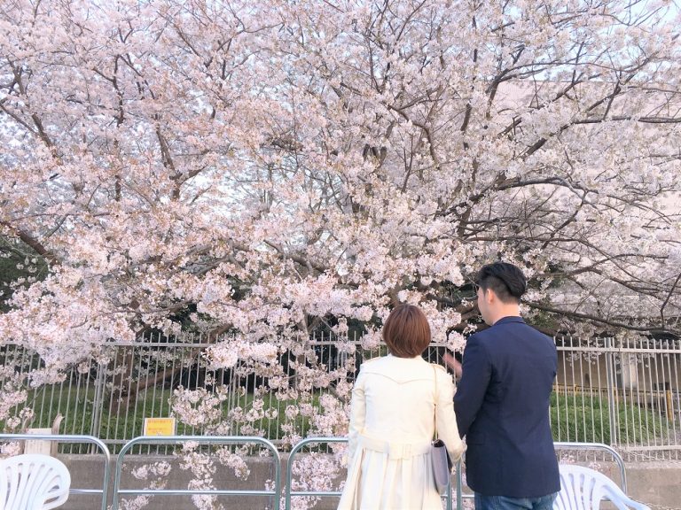 デッキから桜を楽しむカップル