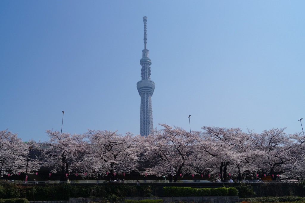 スカイツリーと桜