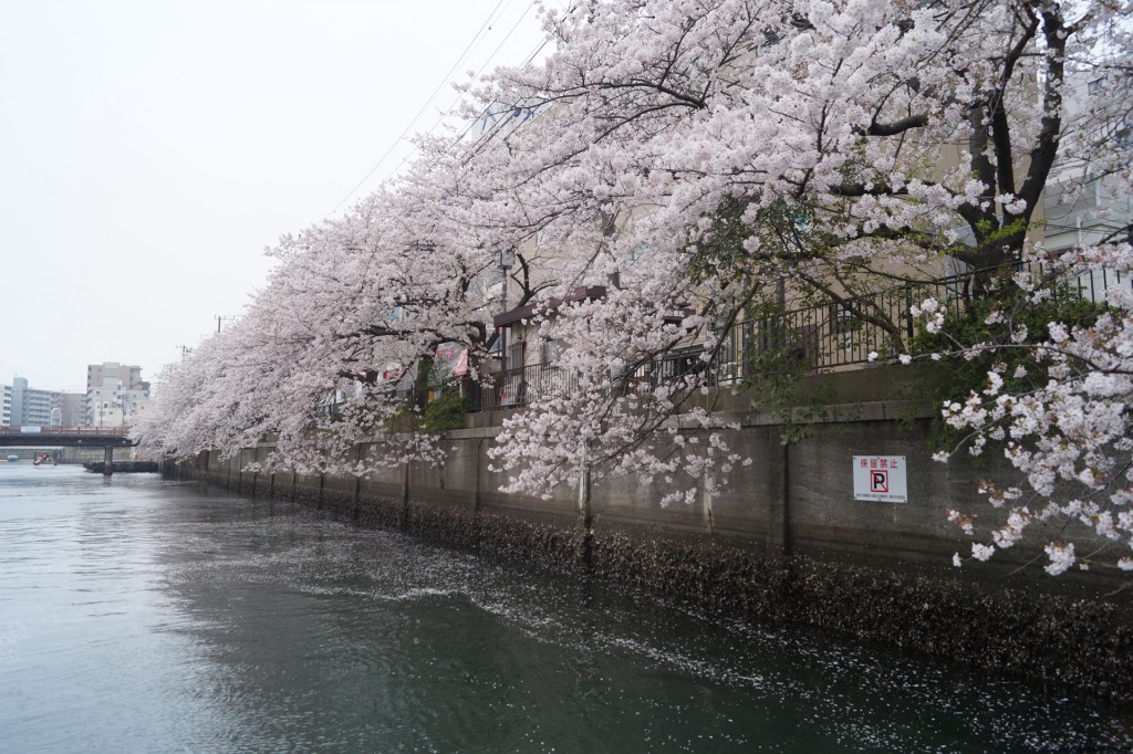 横浜港・大岡川で見られる花見