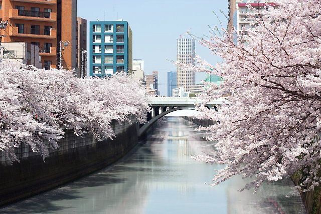 目黒川お花見