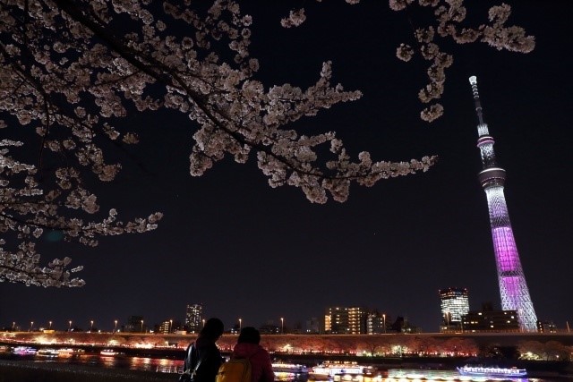 夜桜