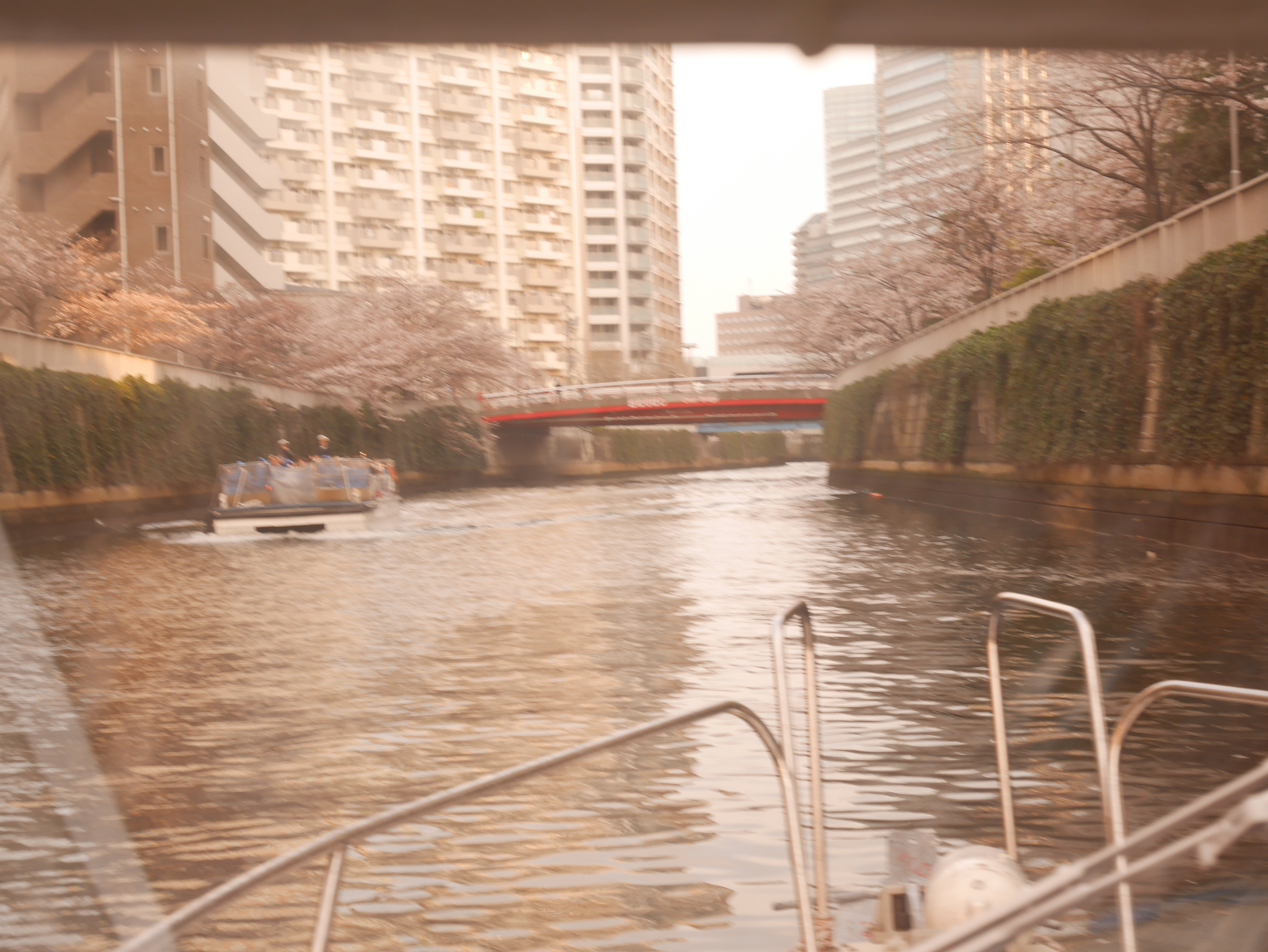 船の上から見える目黒川沿いの桜