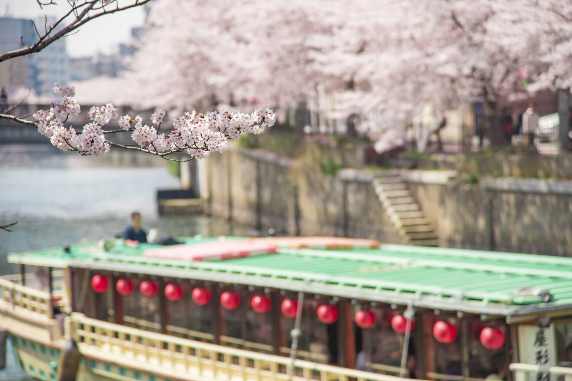 川岸に咲く満開の桜と屋形船