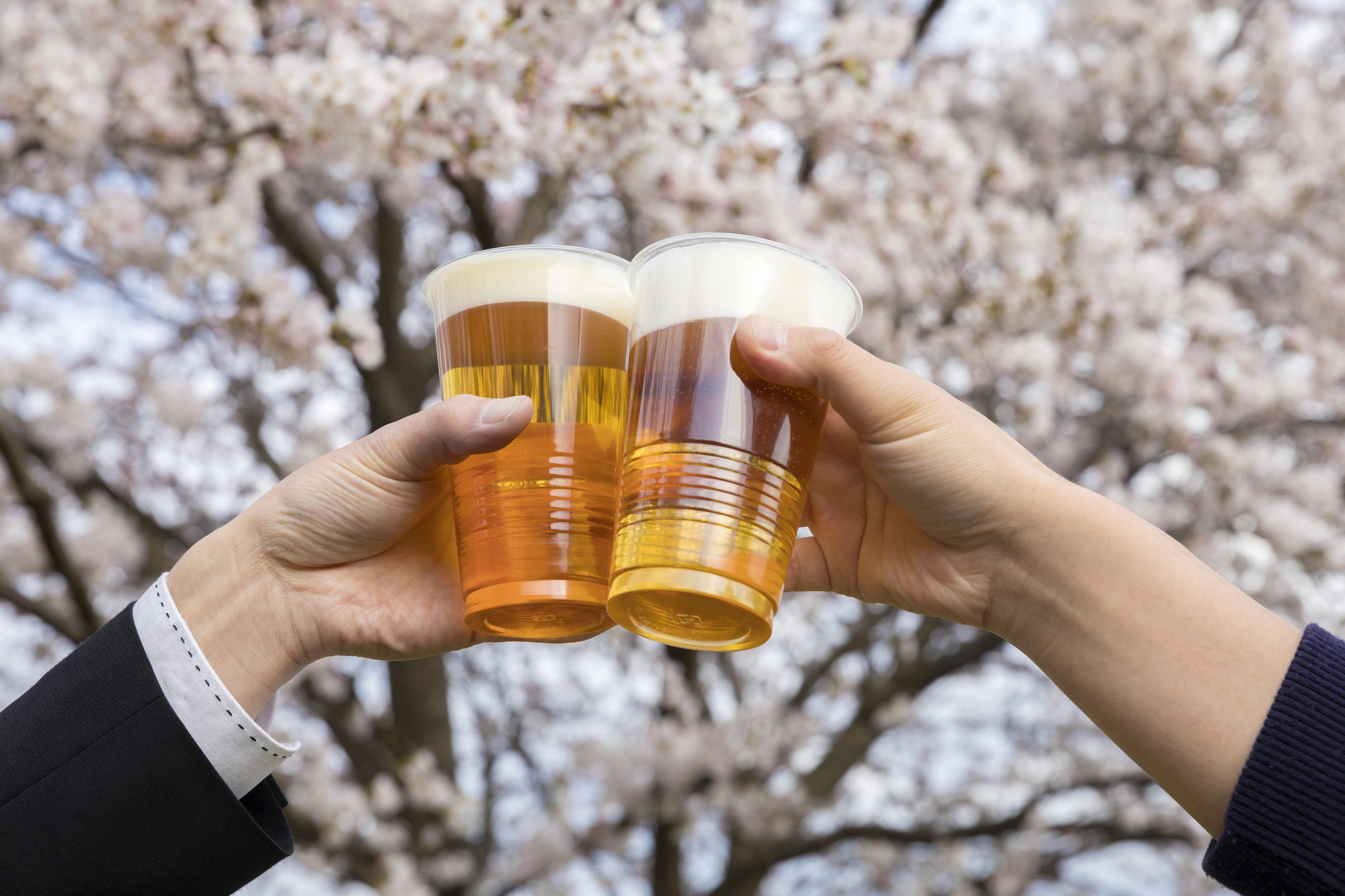 桜の木の下で乾杯