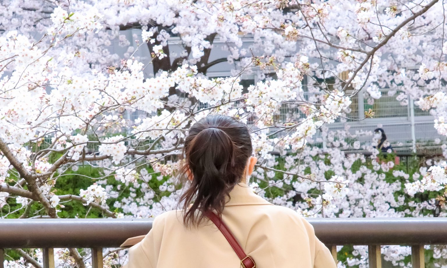 橋の上から桜を見る女性