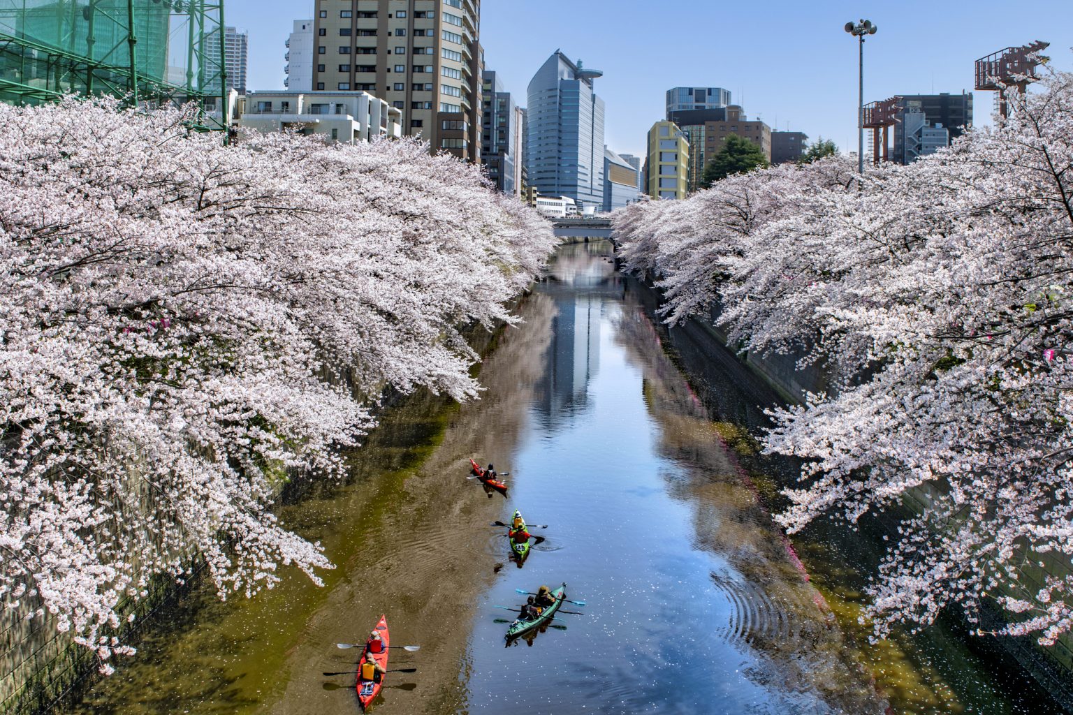 川の上のボートから桜を見る