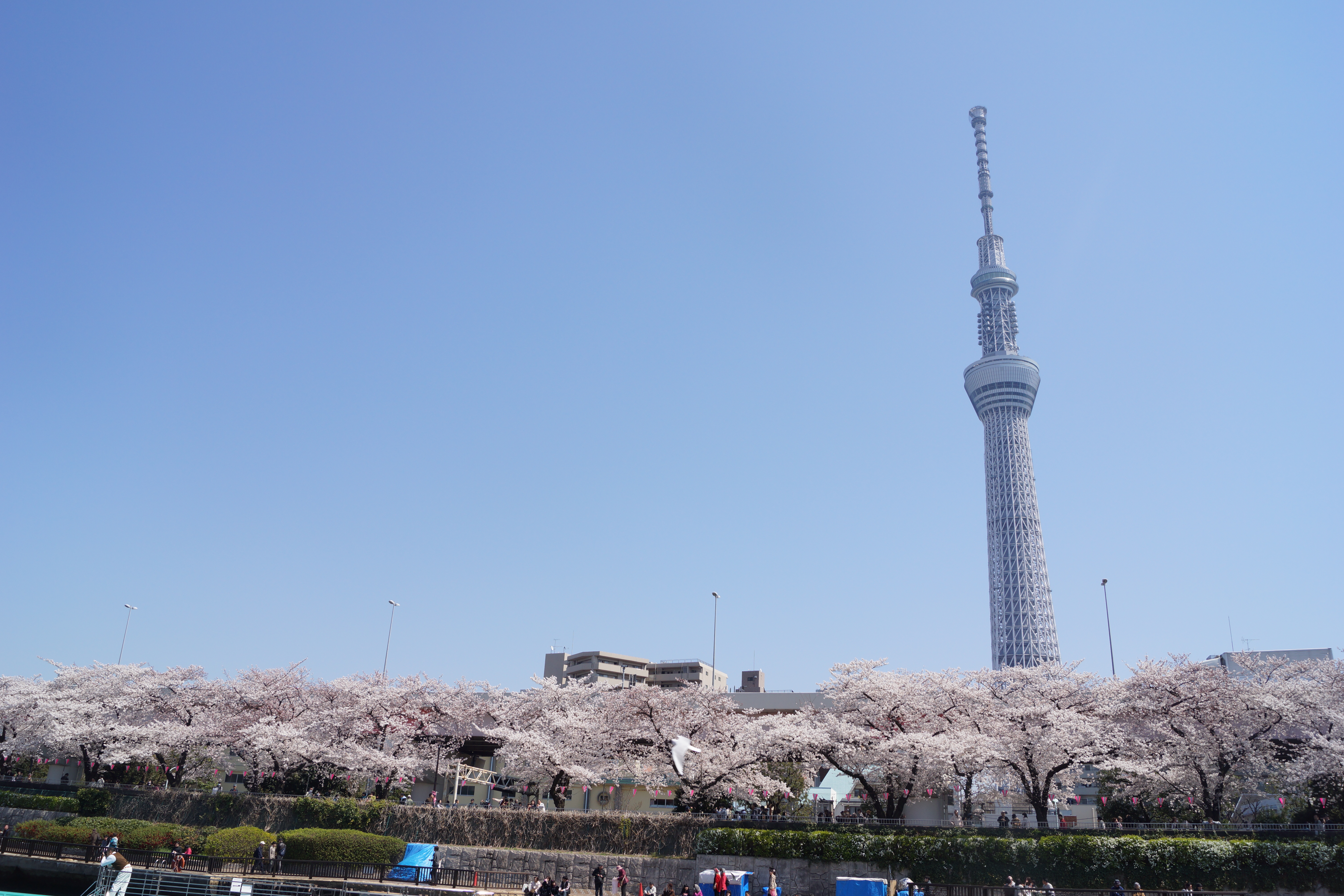 スカイツリーと空の写真