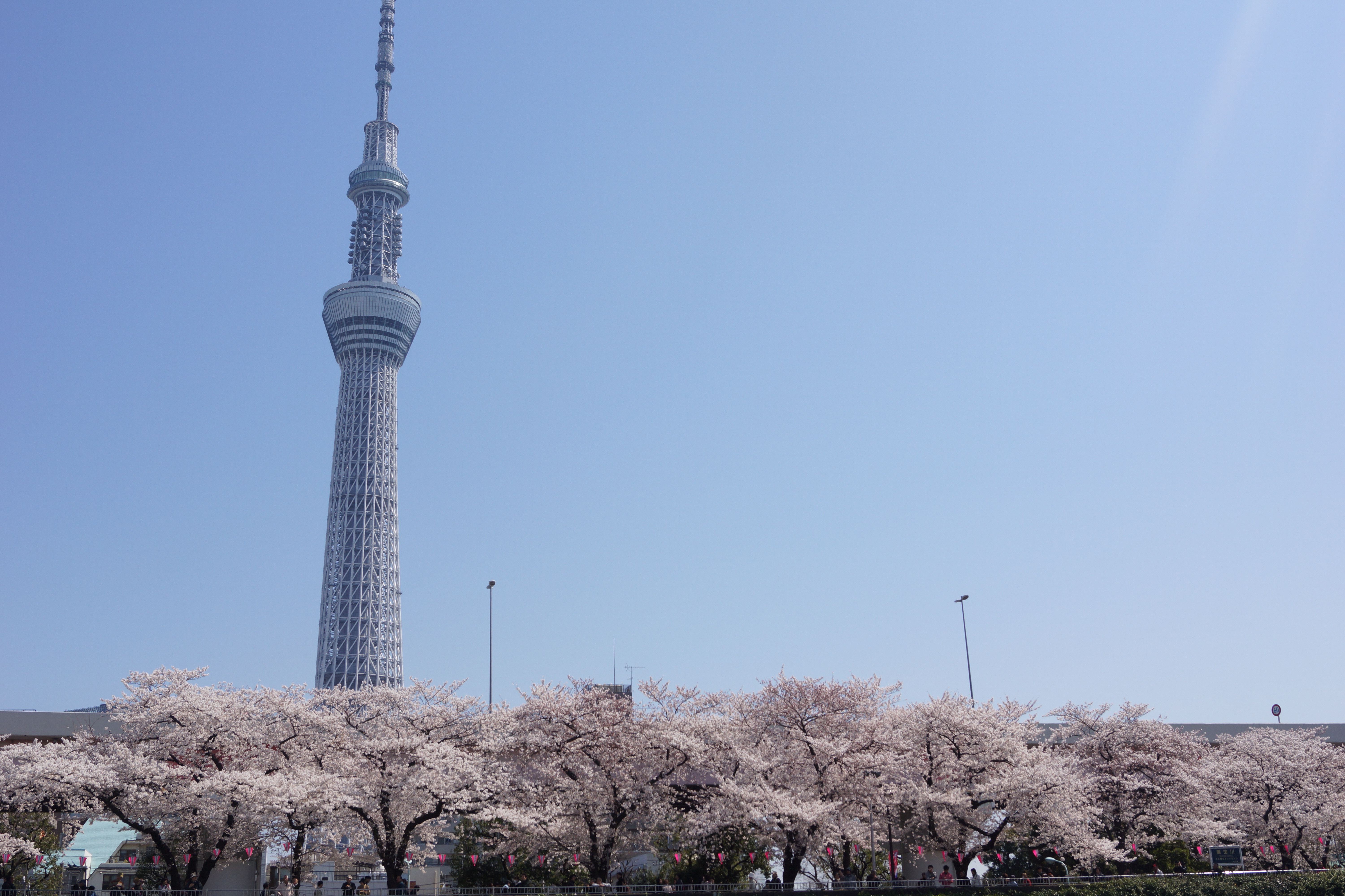 墨田公園の桜と東京スカイツリー