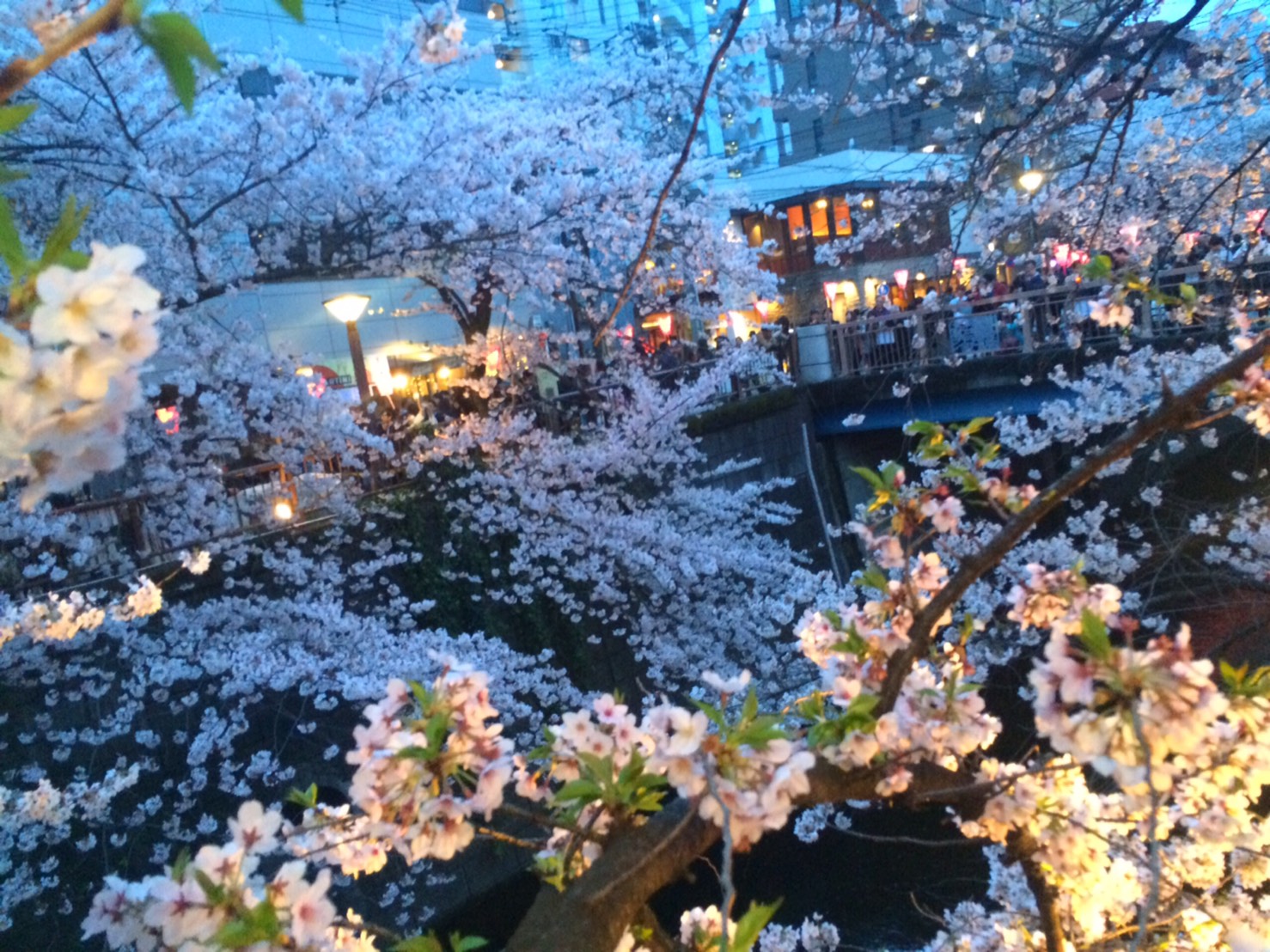 桜の名所