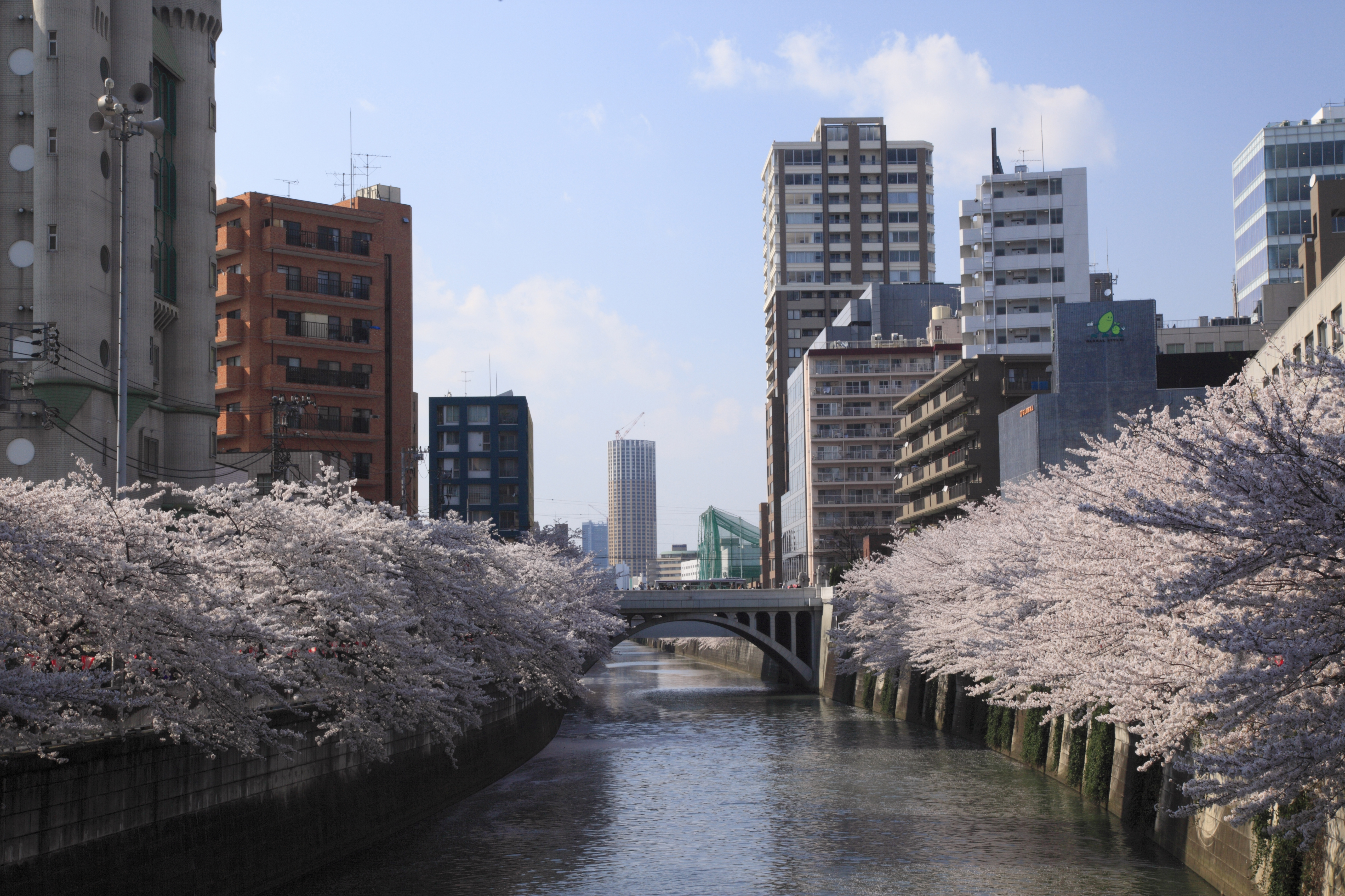 クルージングでのお花見スポット