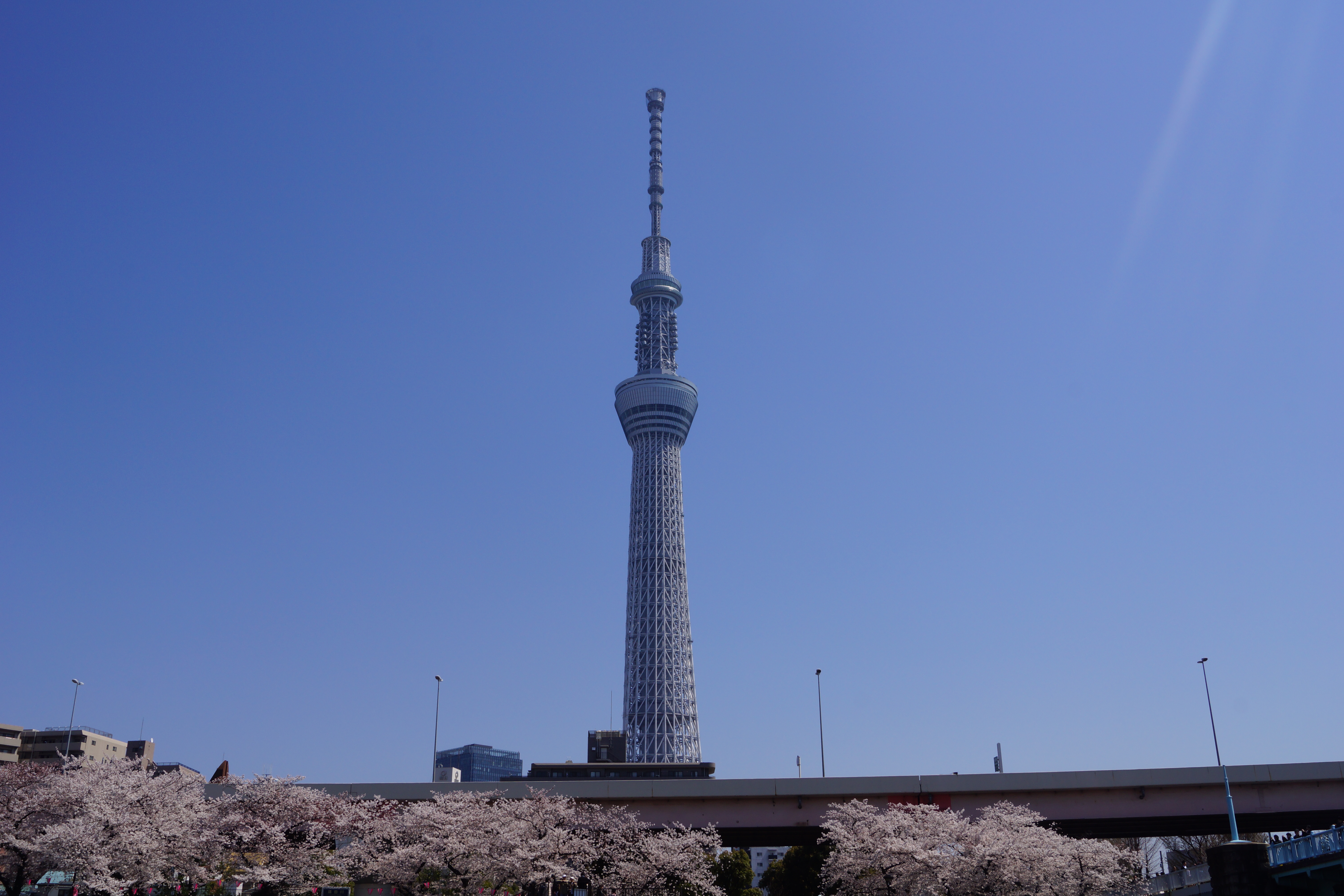 スカイツリーと桜