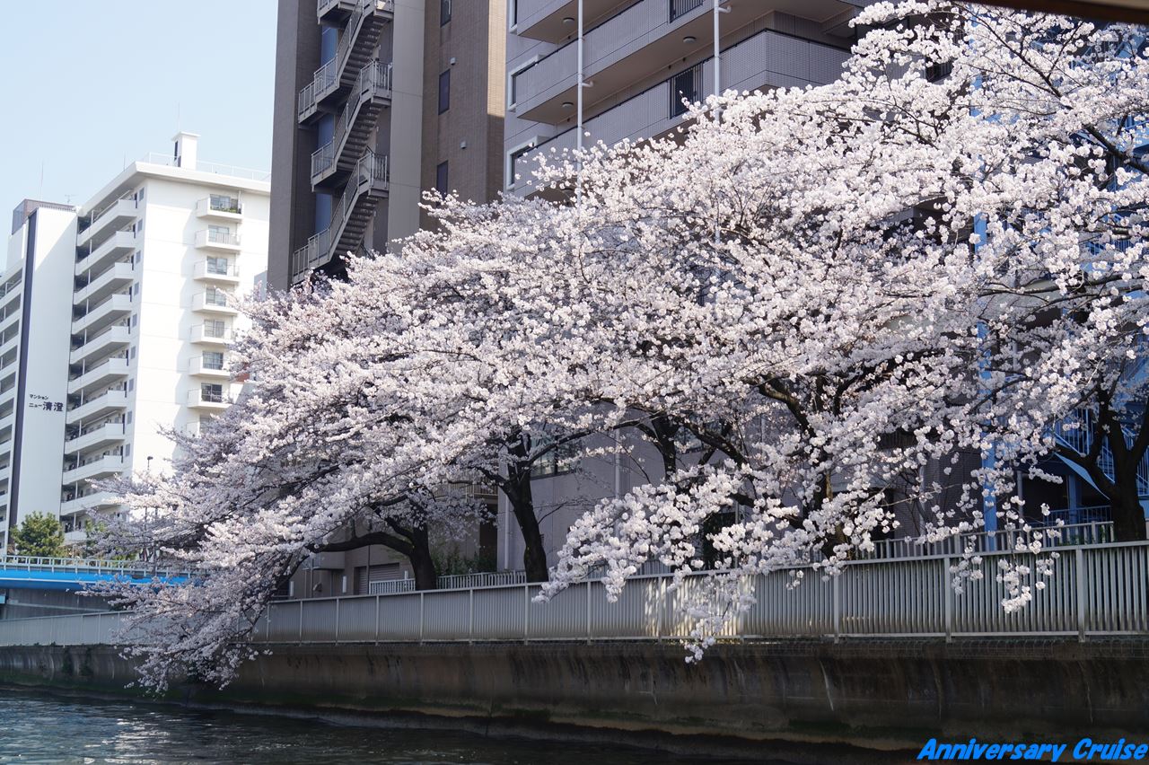 川沿いの屋形船から見た桜