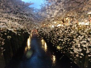 屋形船から見える夜桜