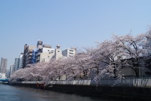 クルーザーから見た隅田川沿いの桜