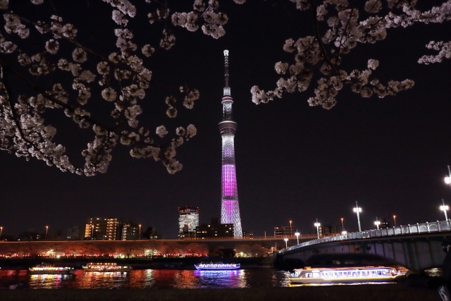 隅田川からみる夜桜とスカイツリー