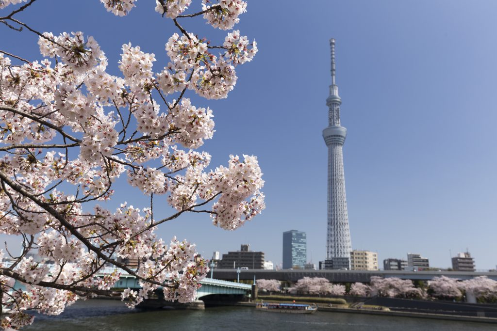 スカイツリーと桜が映る