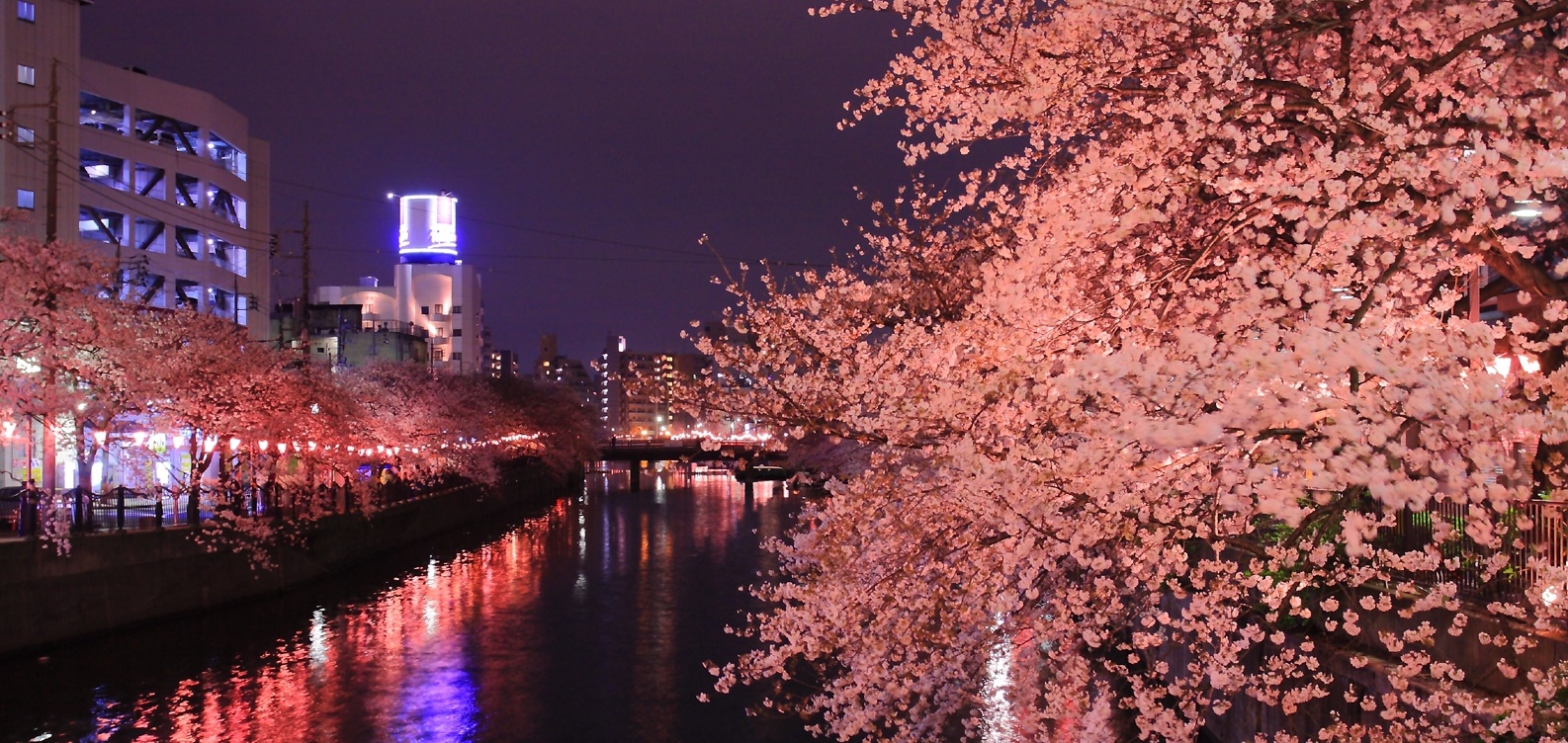 夜桜が美しい川辺