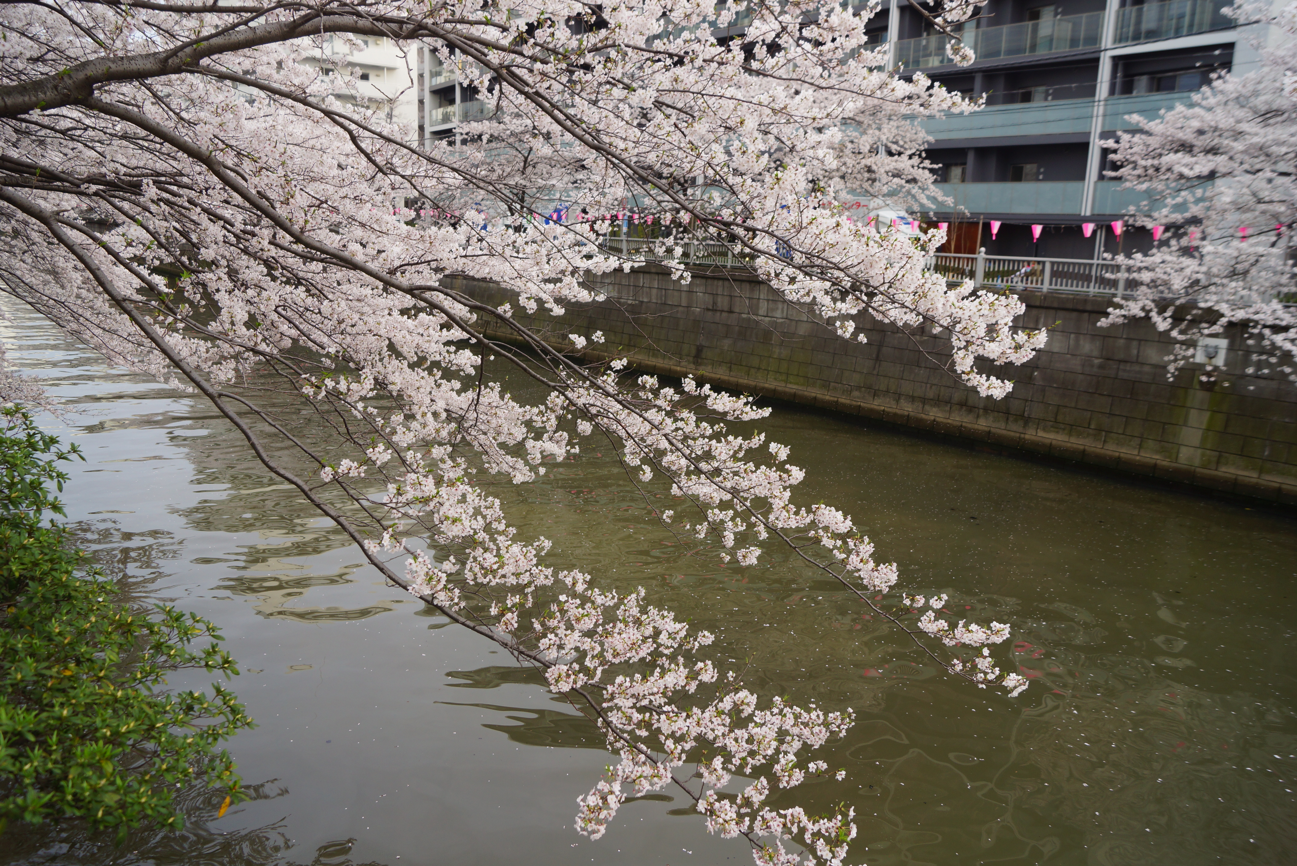 大岡川沿いの桜