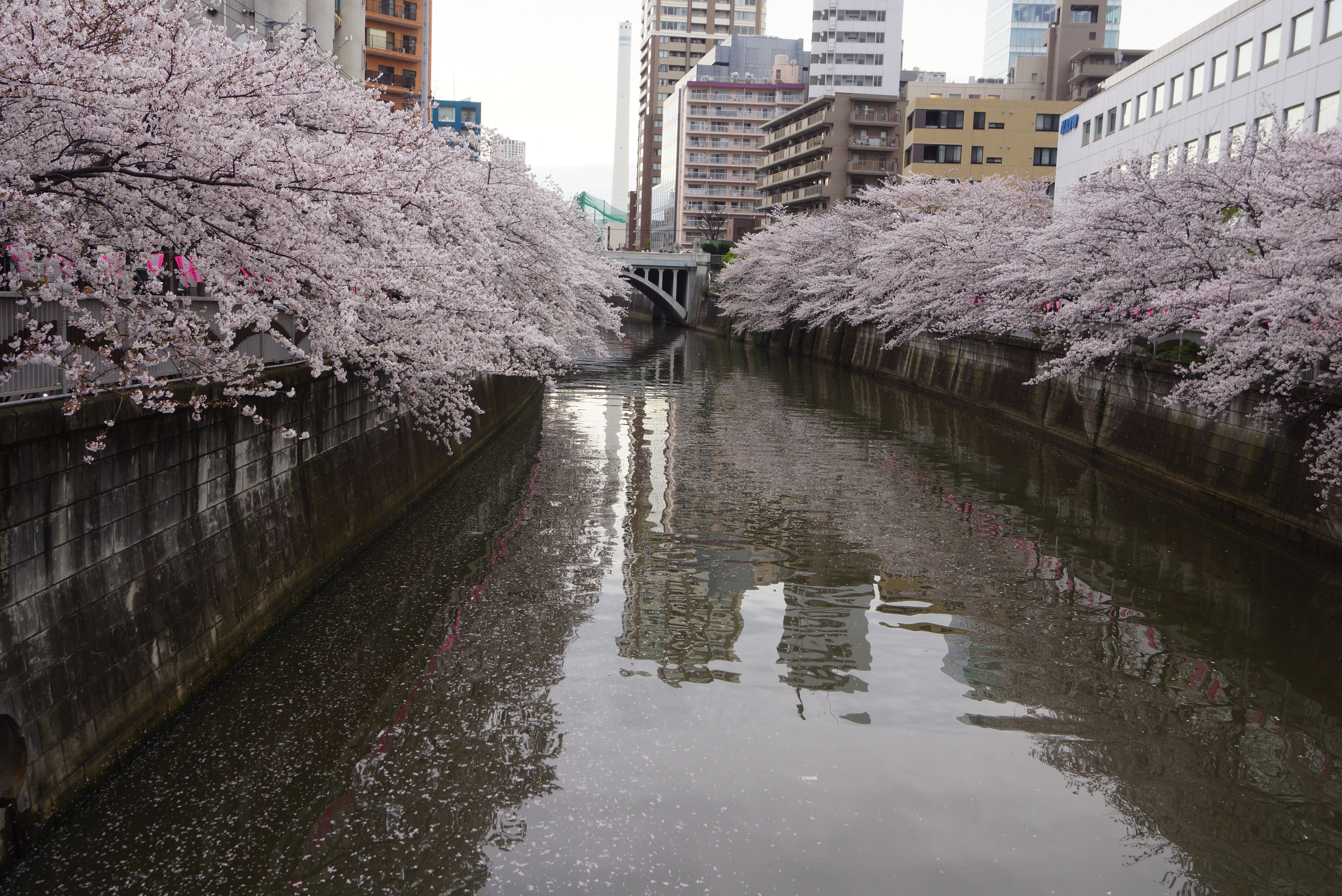 目黒川沿いの桜