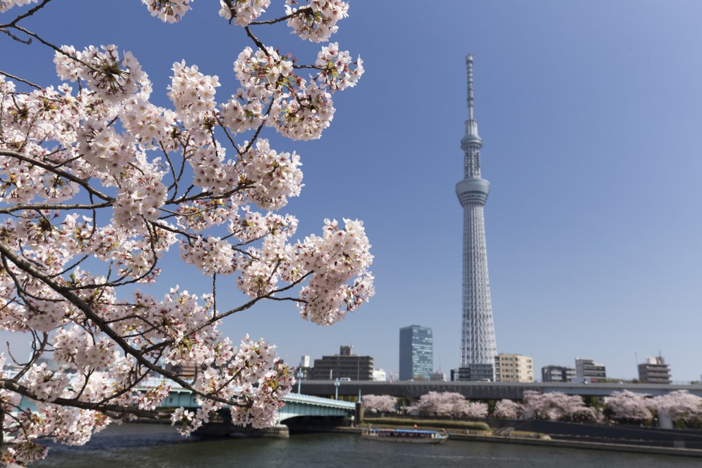 桜とスカイツリー