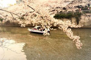 花見をしながら川を航行する小型クルーザー