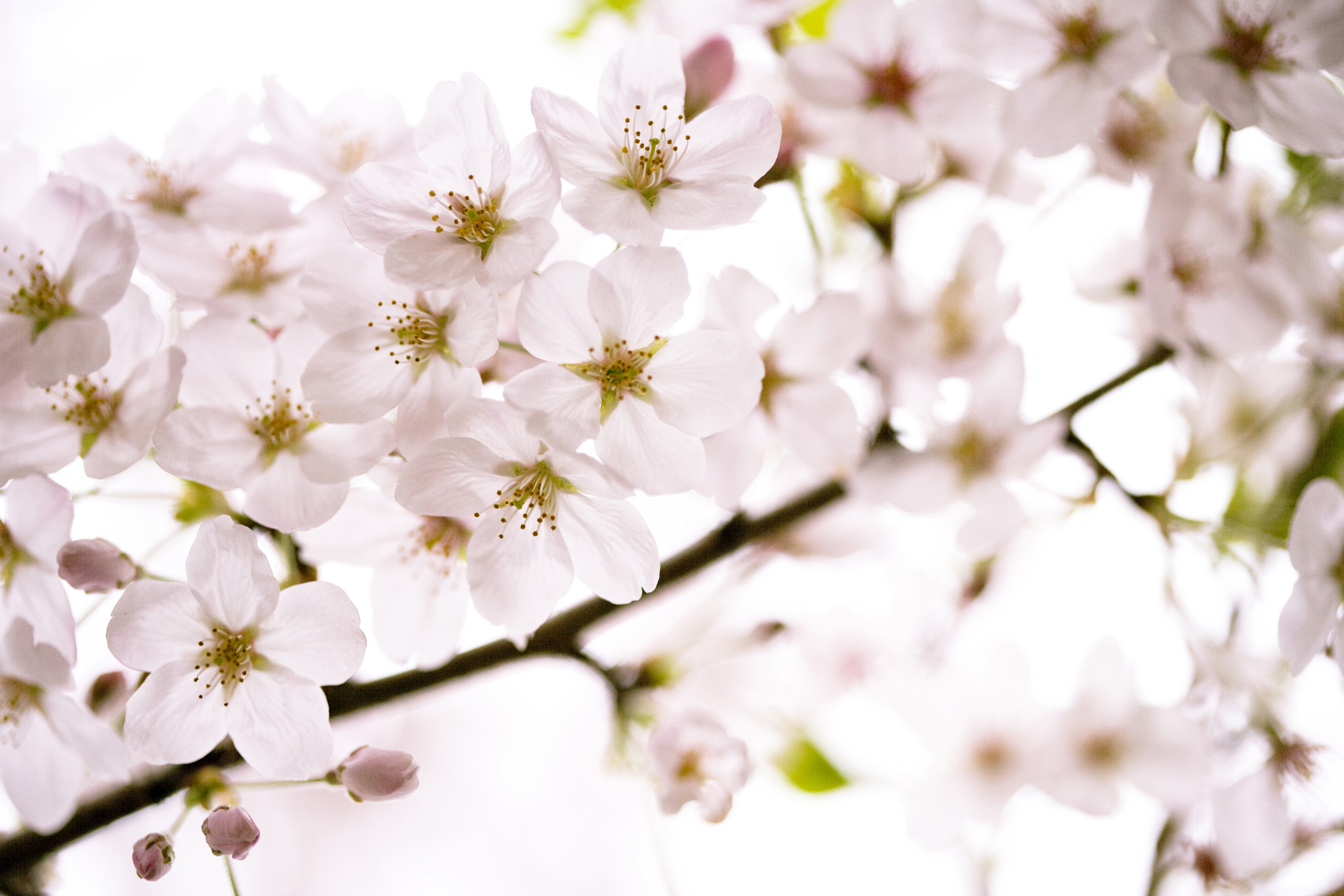 満開の桜の花