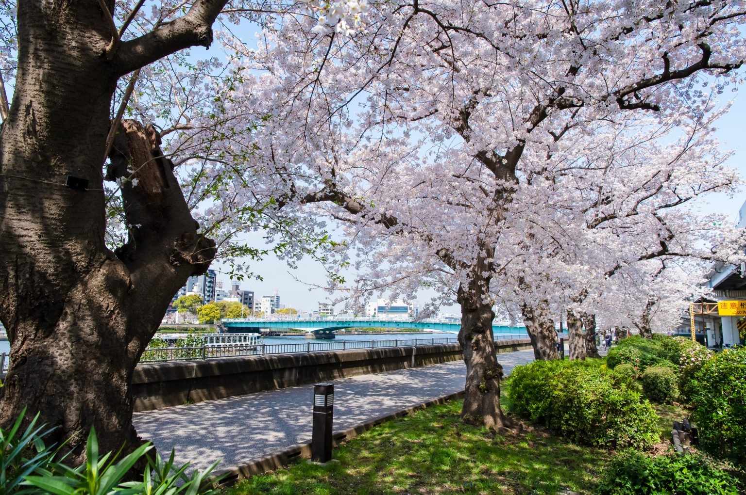 隅田川の桜と歩道