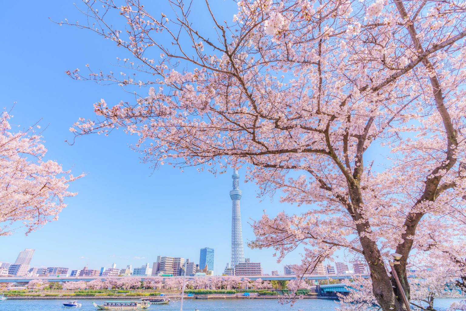 隅田川の桜と開催場所