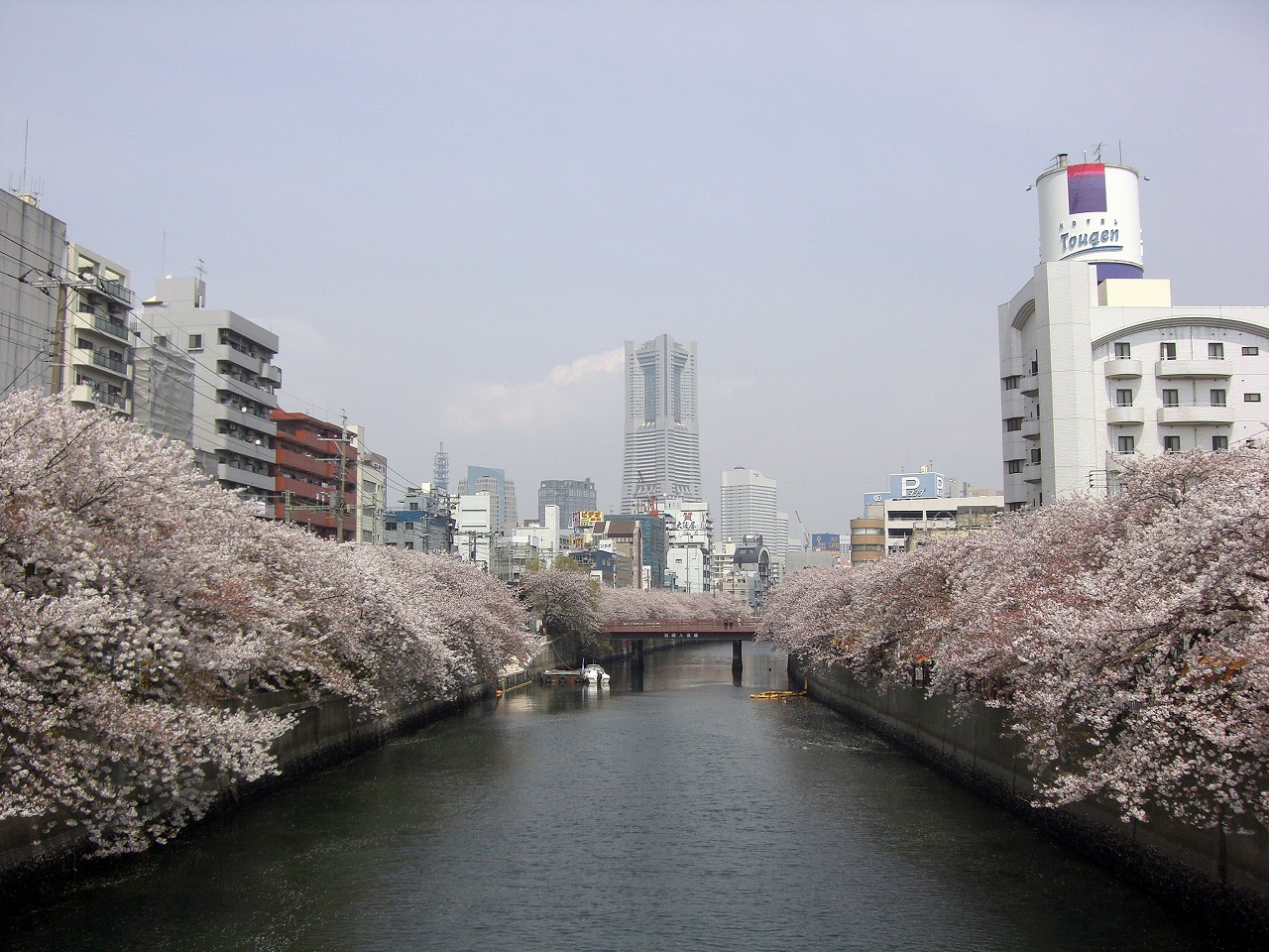 大岡川の桜の花見