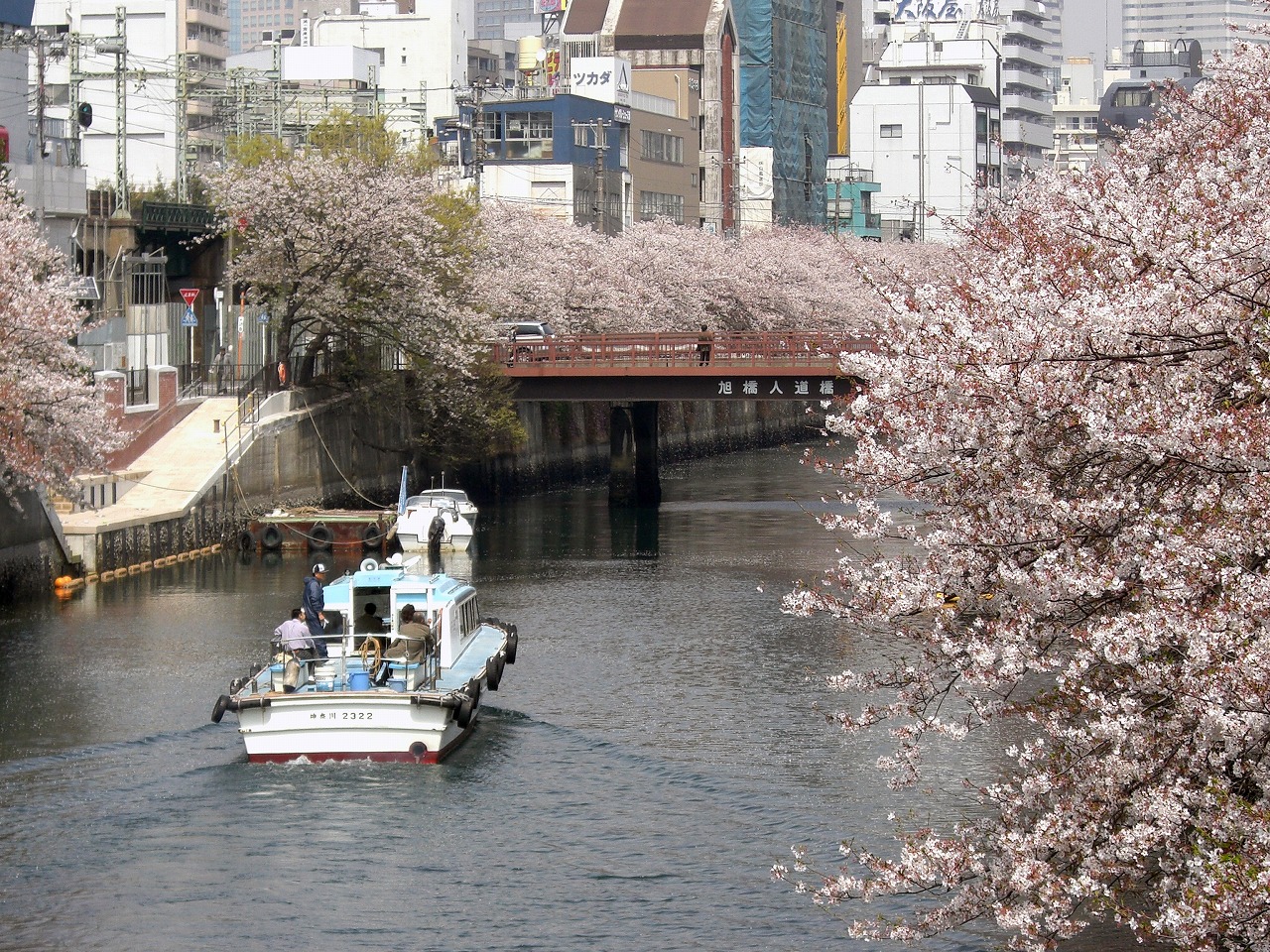 大岡川の桜とクルーザー
