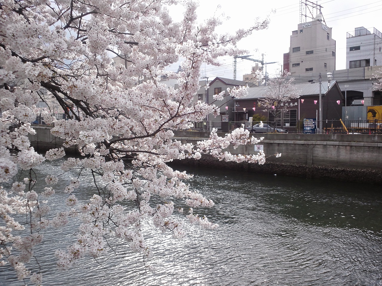 花見シーズンの大岡川の桜
