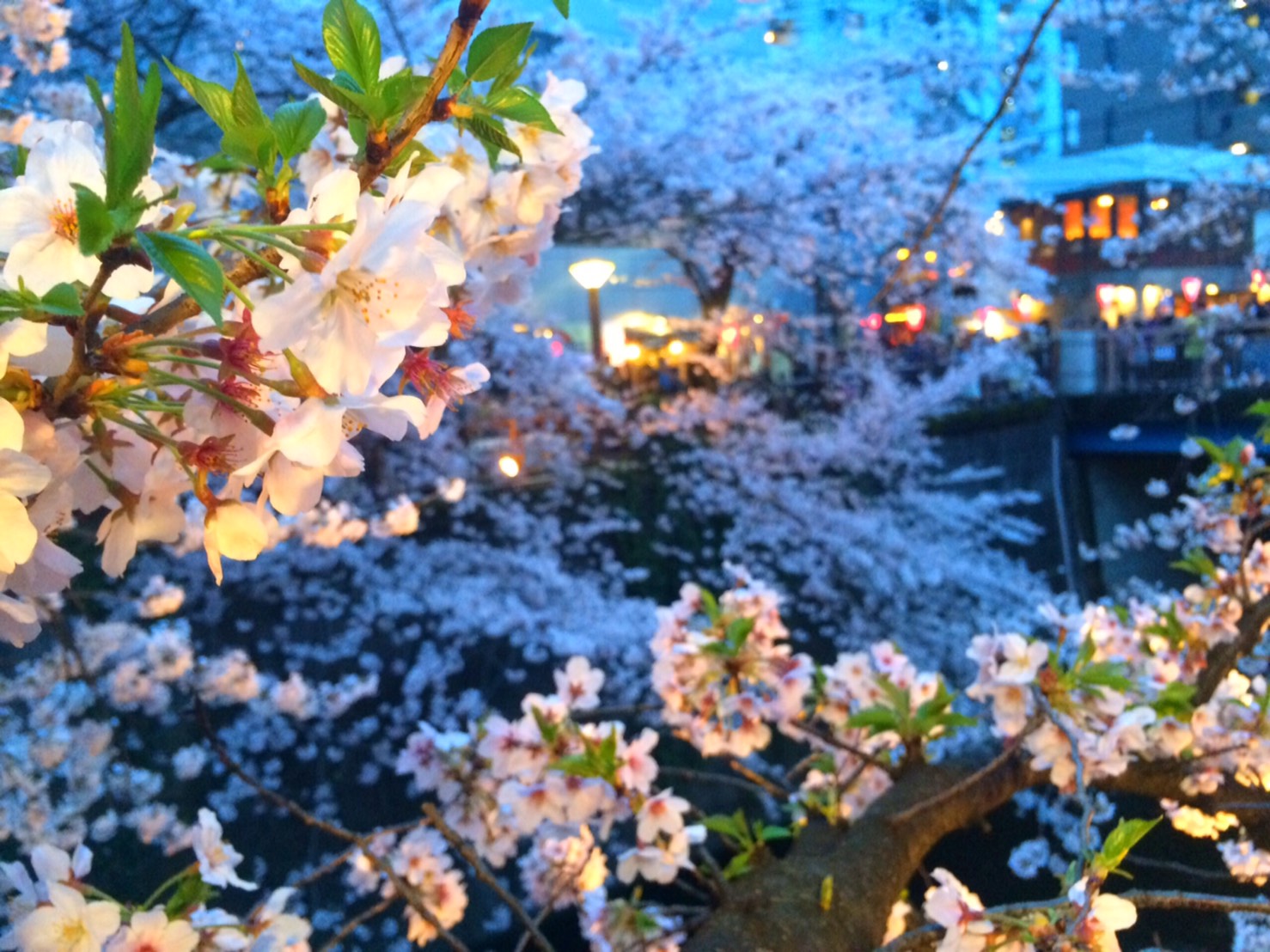 ライトアップされる夜桜