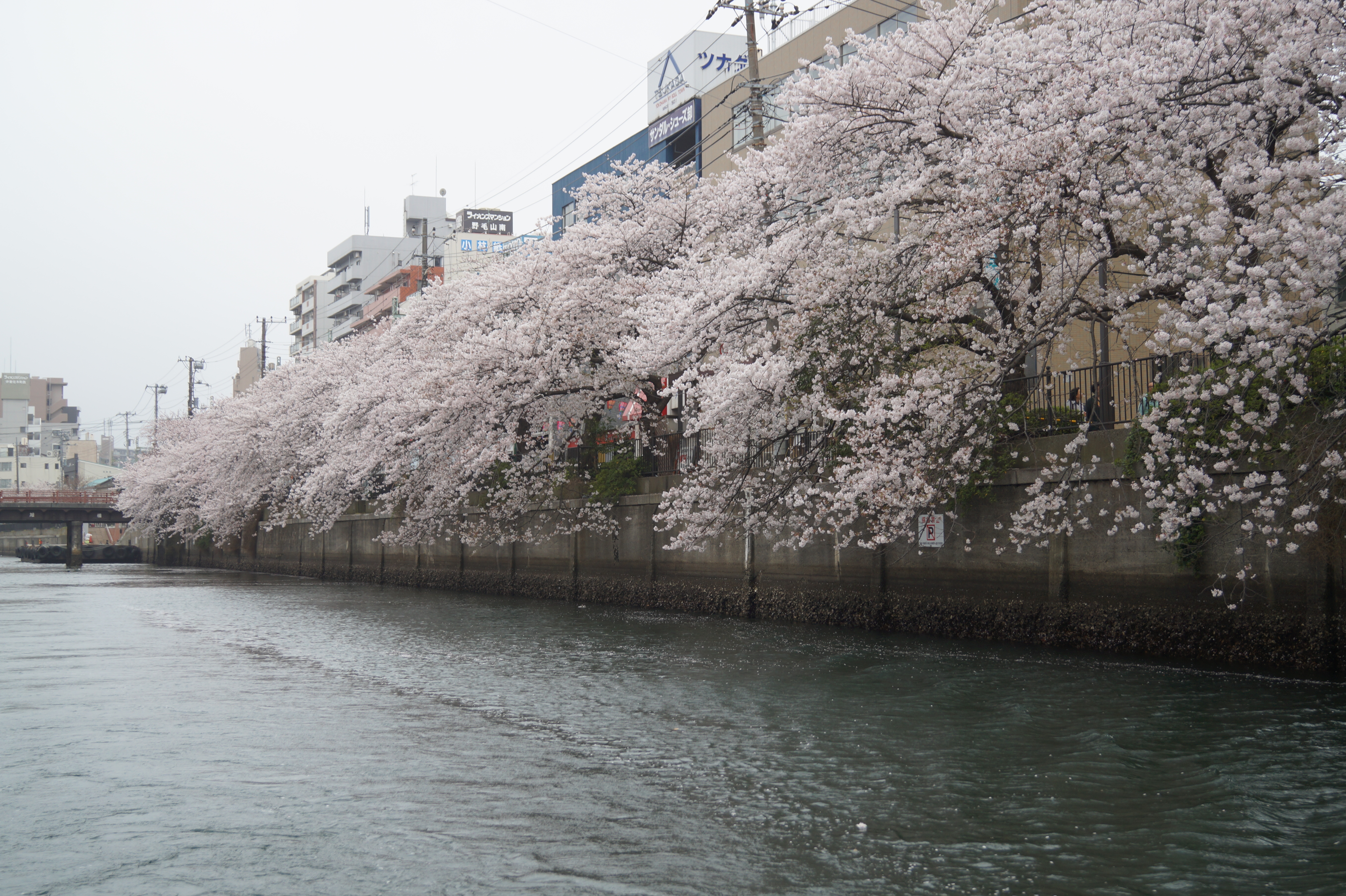 川から眺める桜