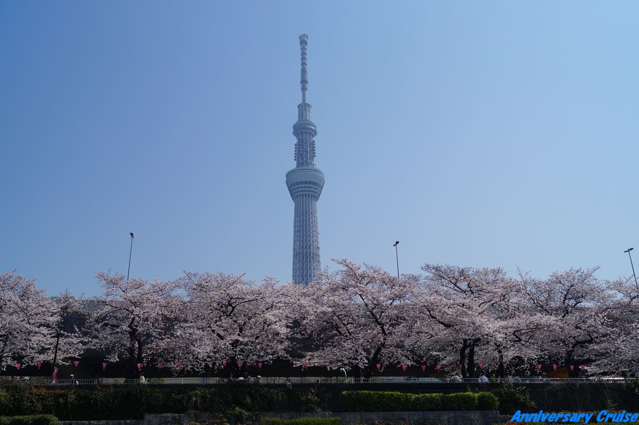 スカイツリーと桜