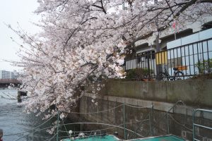 川に向かって垂れている桜の木
