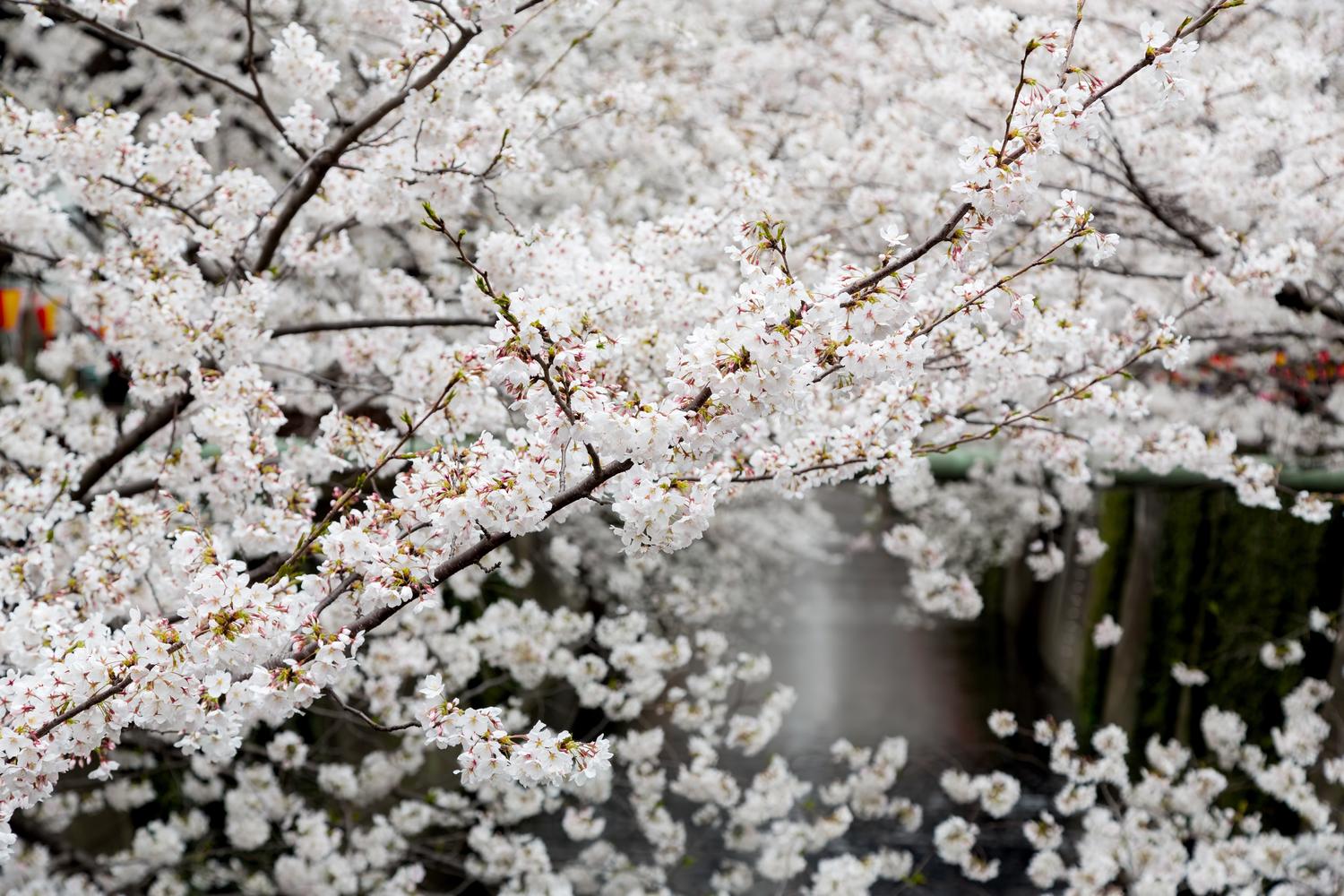 河川敷に咲く桜